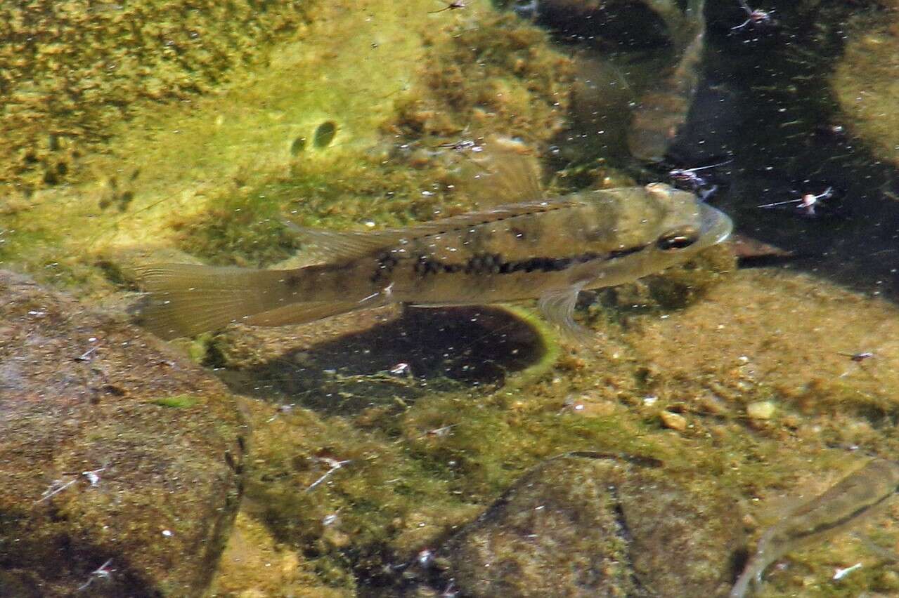 Image of Banded acara