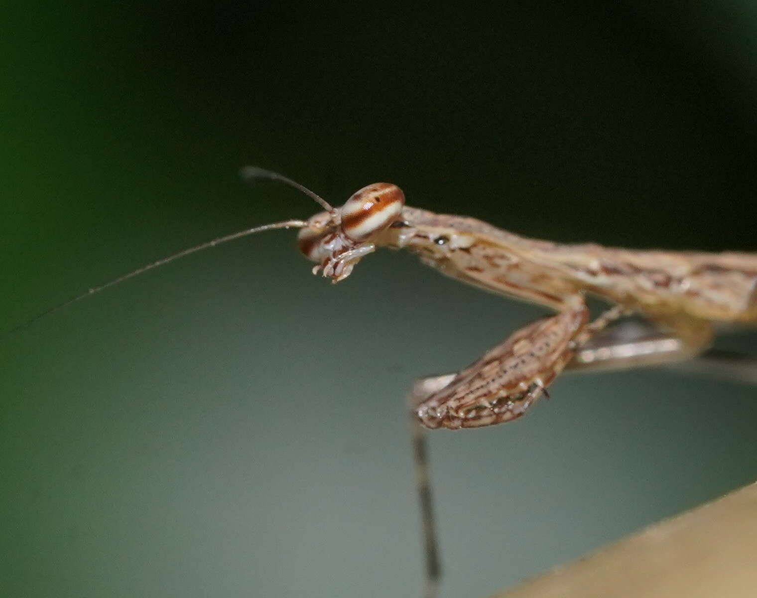 Image of Ciulfina biseriata Westwood 1889