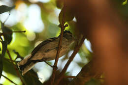 Image of Large-billed Antwren