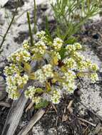 Crassula filiformis (Eckl. & Zeyh.) Dietr. resmi