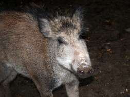 Imagem de Sus scrofa scrofa Linnaeus 1758