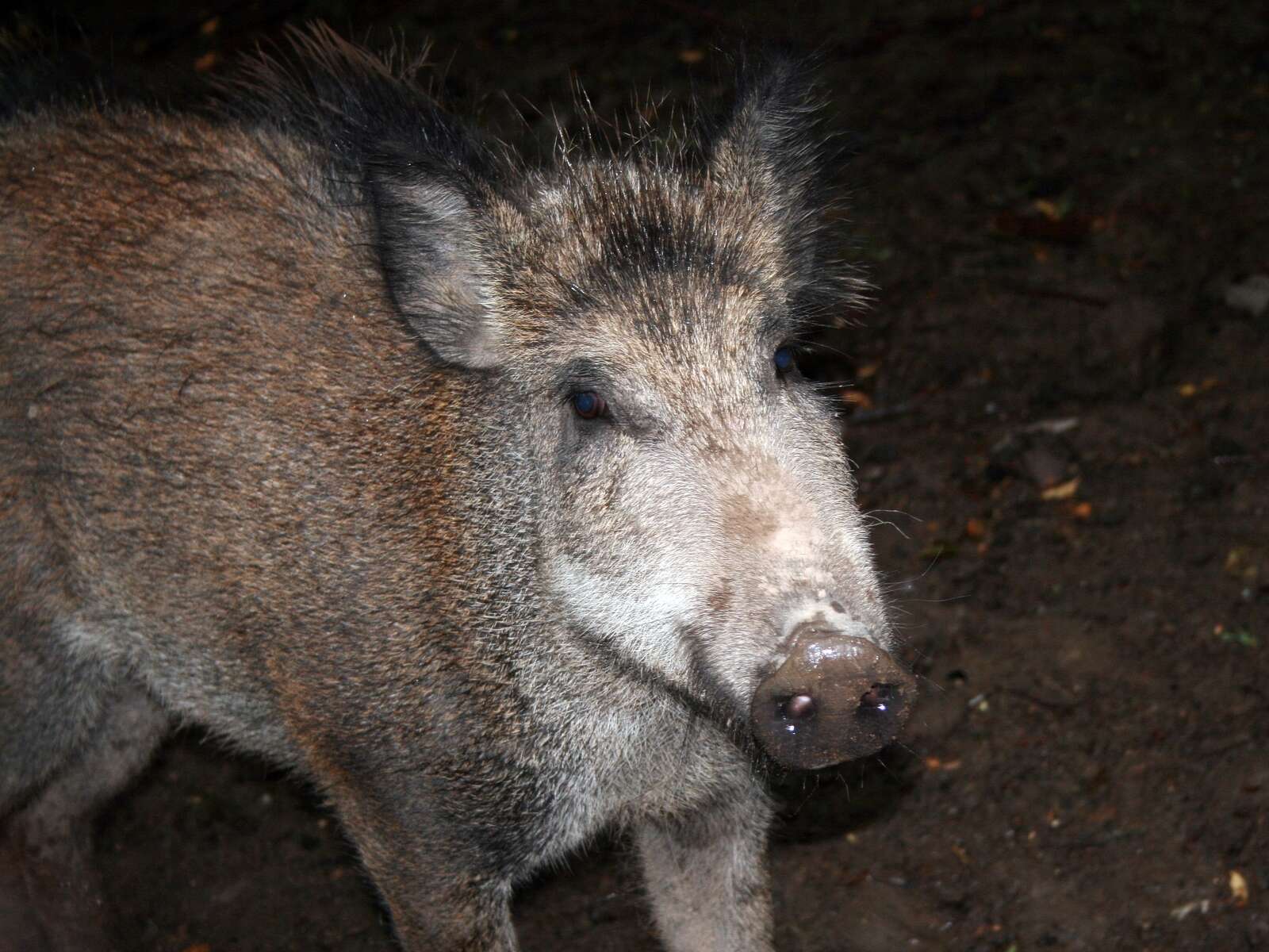 Imagem de Sus scrofa scrofa Linnaeus 1758