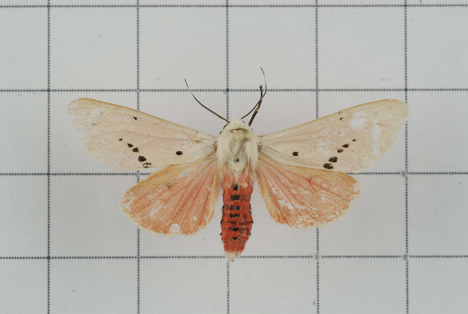 Image of Spilarctia subcarnea (Walker 1855)