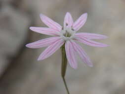 صورة Silene corinthiaca Boiss. & Heldr.