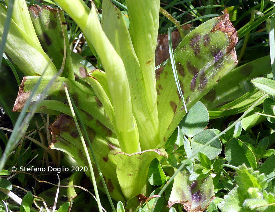 Слика од Orchis provincialis Balb. ex Lam. & DC.