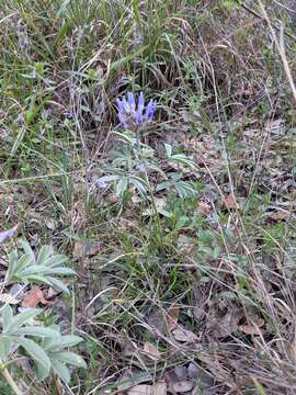 Imagem de Psoralea latestipulata var. appressa Ockendon