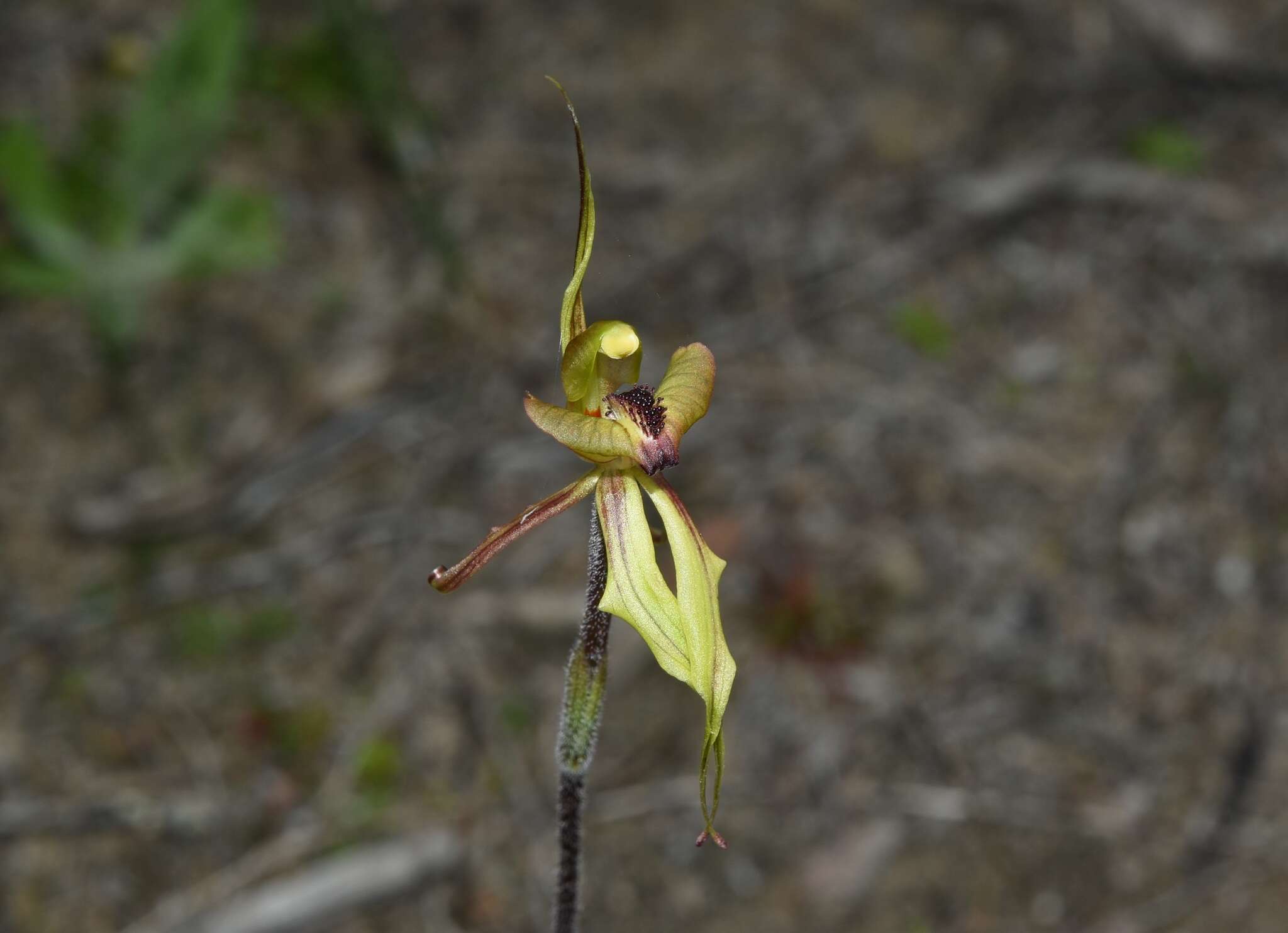 Image of Crested clown orchid