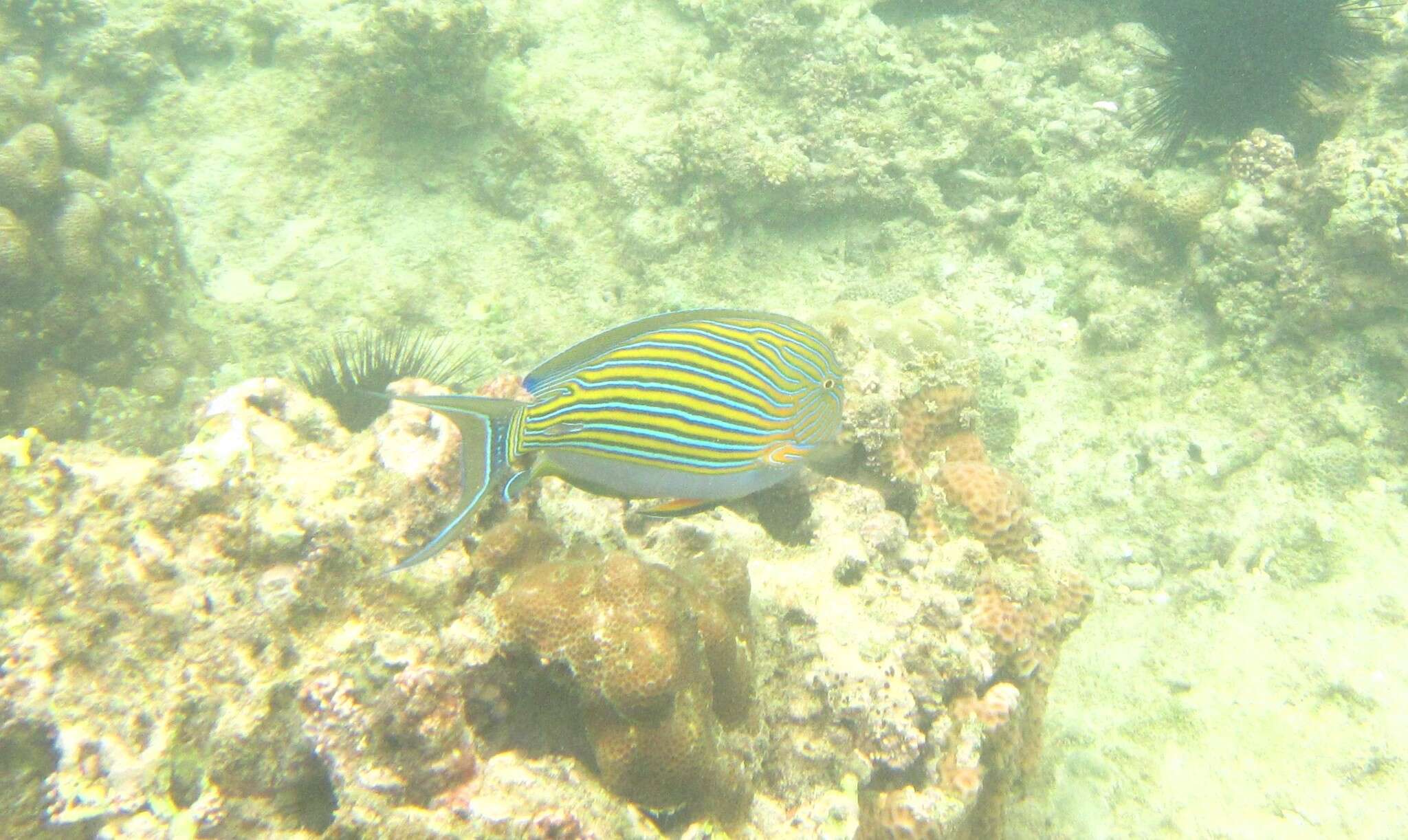 Image of Blue Banded Surgeonfish