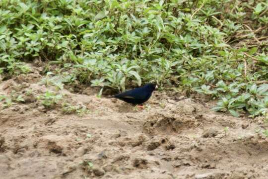 Image of Dusky Indigobird