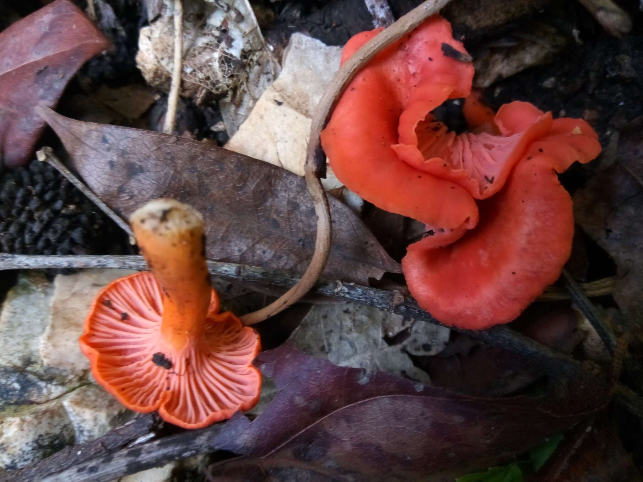 Image de Cantharellus coccolobae Buyck, P. A. Moreau & Courtec. 2016