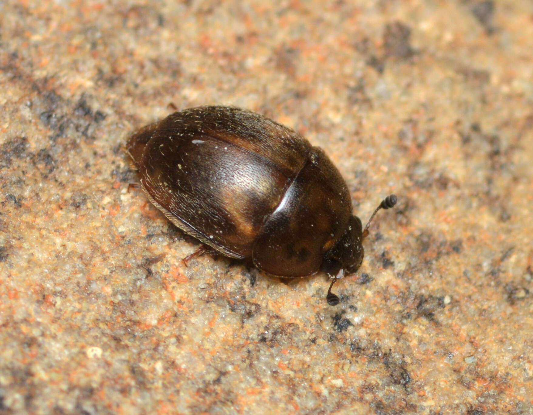 Image of Amphicrossus ciliatus (Olivier 1811)