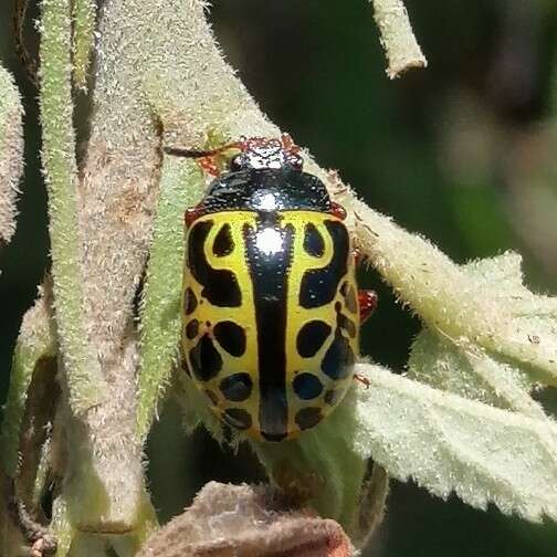 Image of <i>Calligrapha matronalis</i>