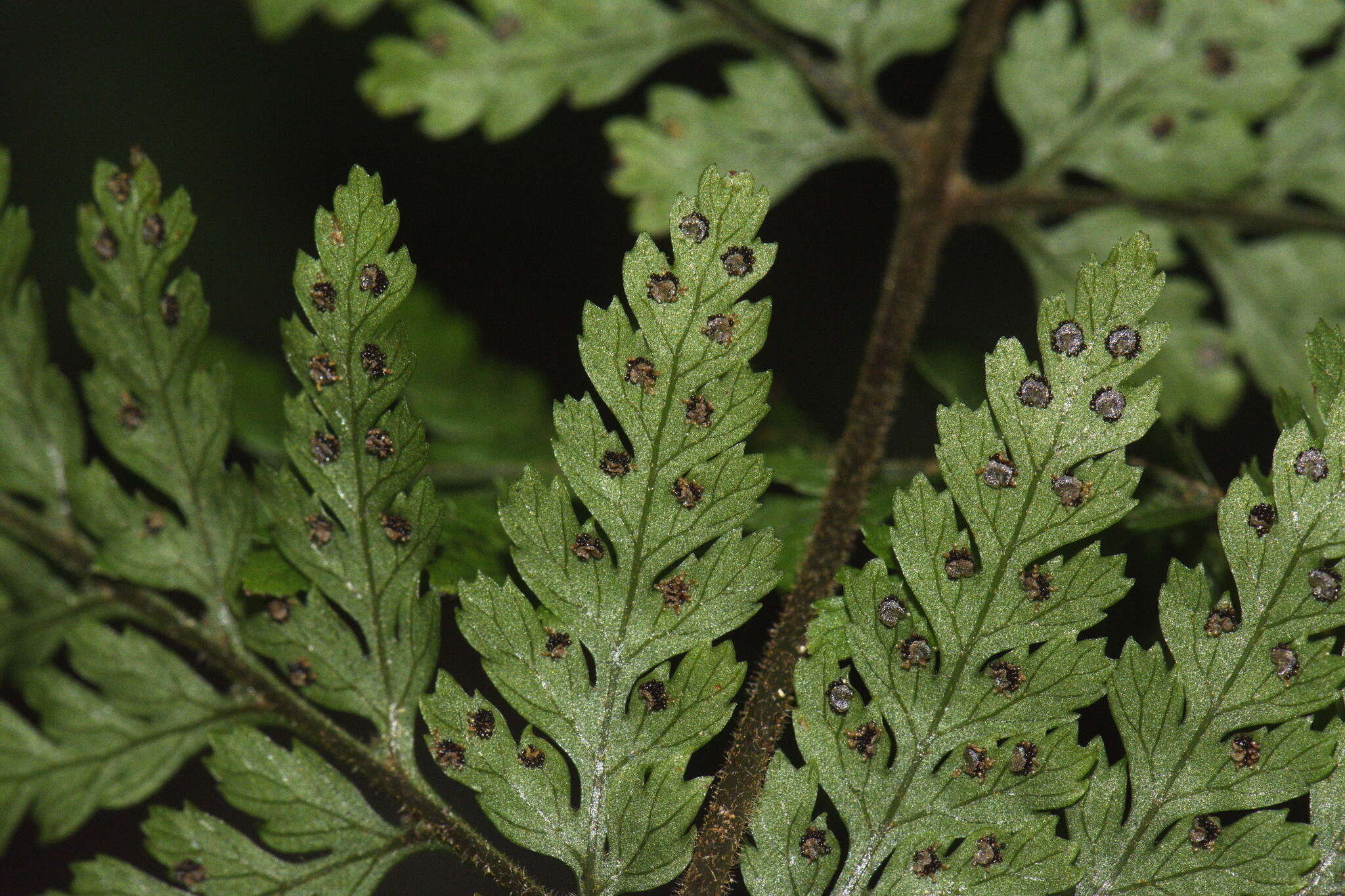 Image de Parapolystichum microsorum subsp. pentagulare (Colenso) Labiak, Sundue & R. C. Moran