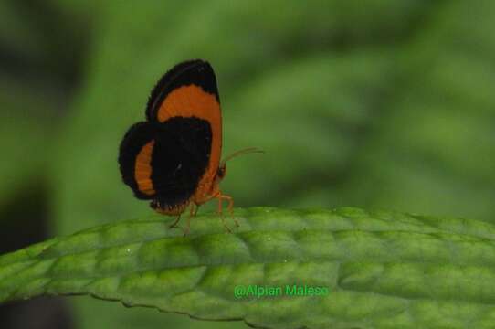 Image of Callidula fasciata Butler