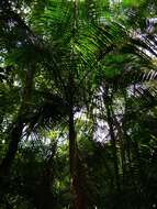 Image of Assai palm