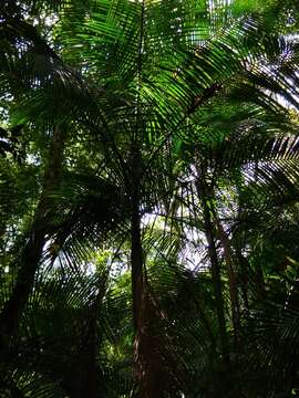 Image of Assai palm