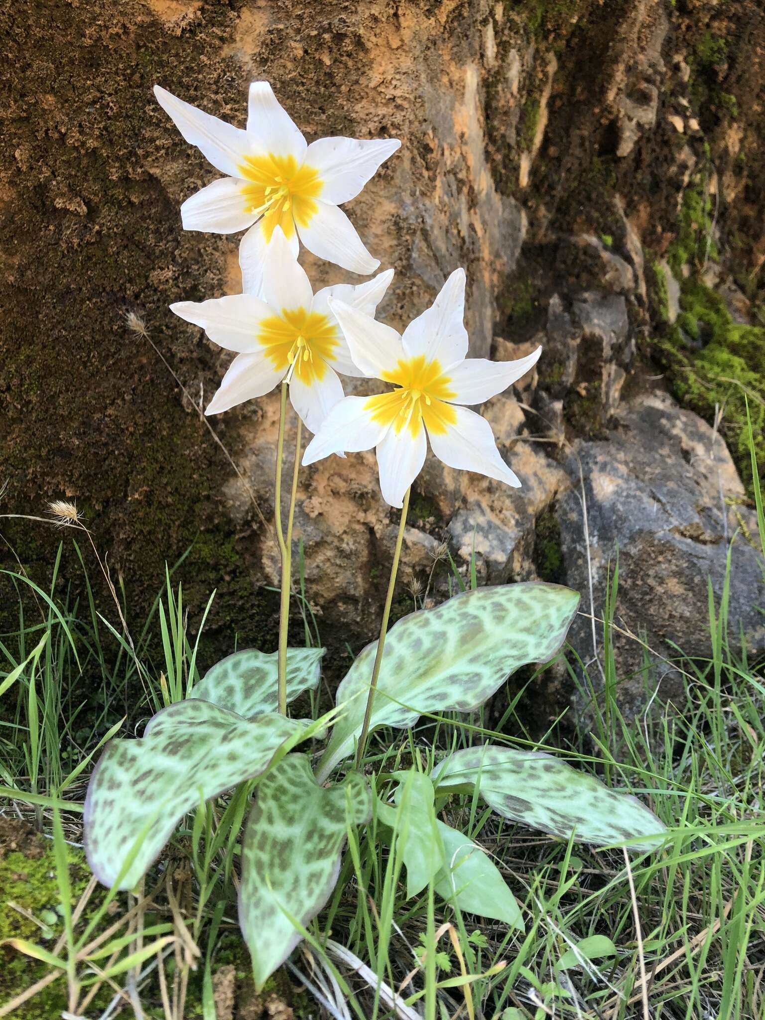 Image of Erythronium shastense D. A. York, J. K. Nelson & D. W. Taylor