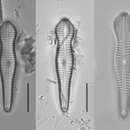 صورة Gomphonema brebissonii