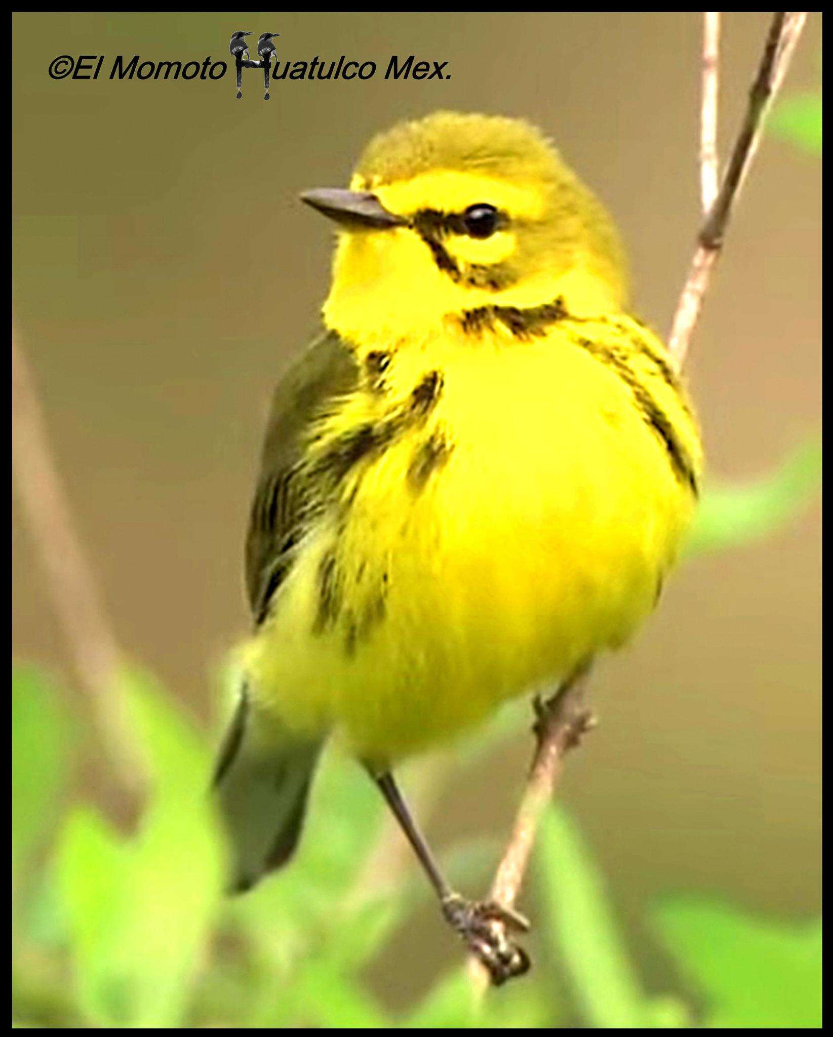 Image of Prairie Warbler