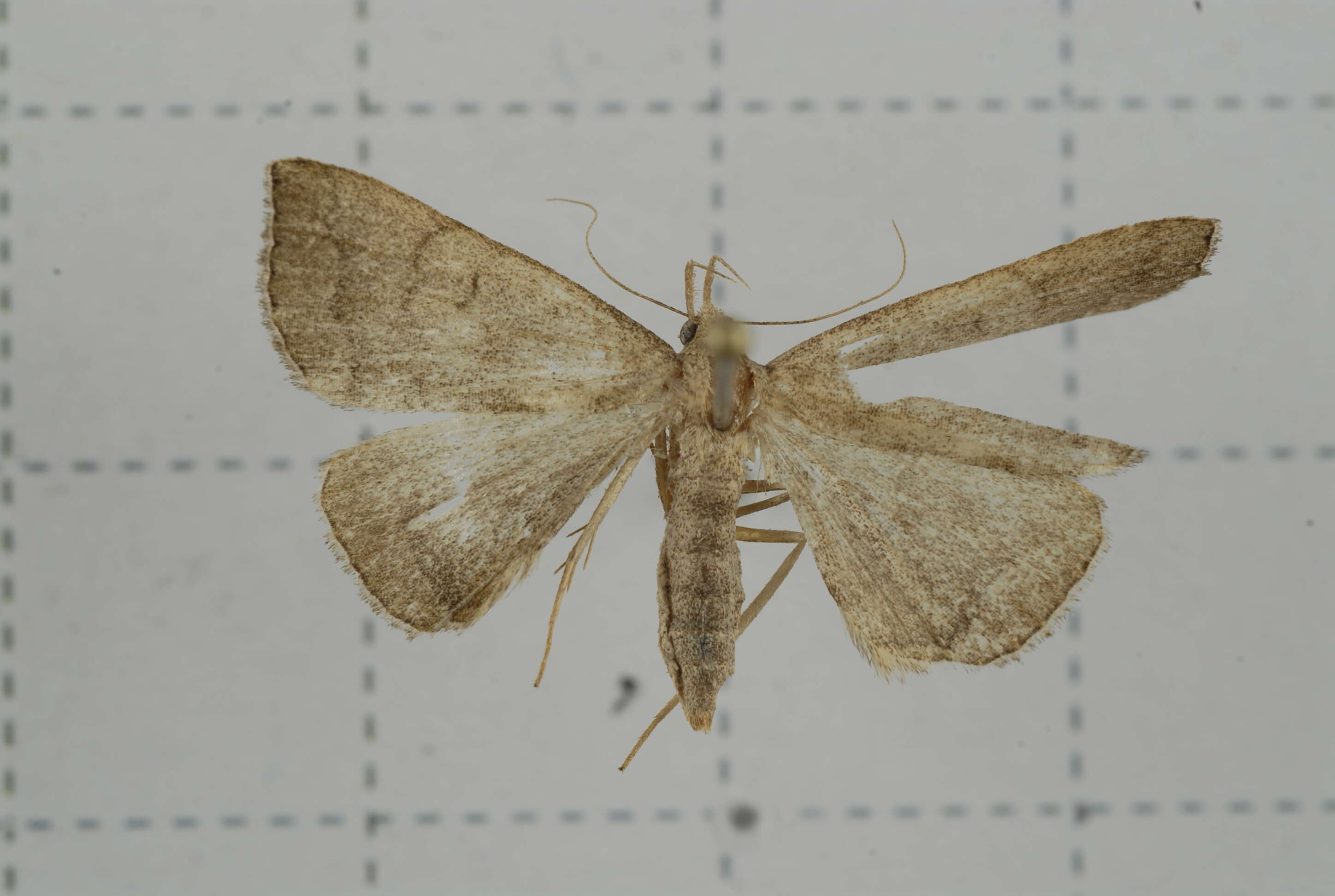 Image of Polypogon vermiculata (Leech 1900)