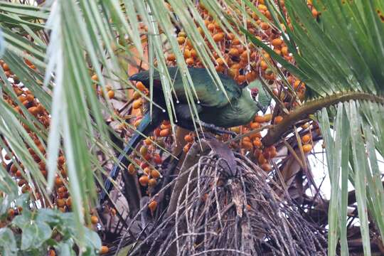 Image of Black-billed Turaco