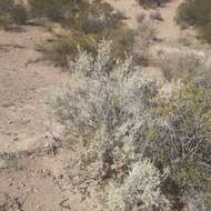 Image of South American saltbush