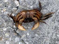 Image of heavy marsh crab