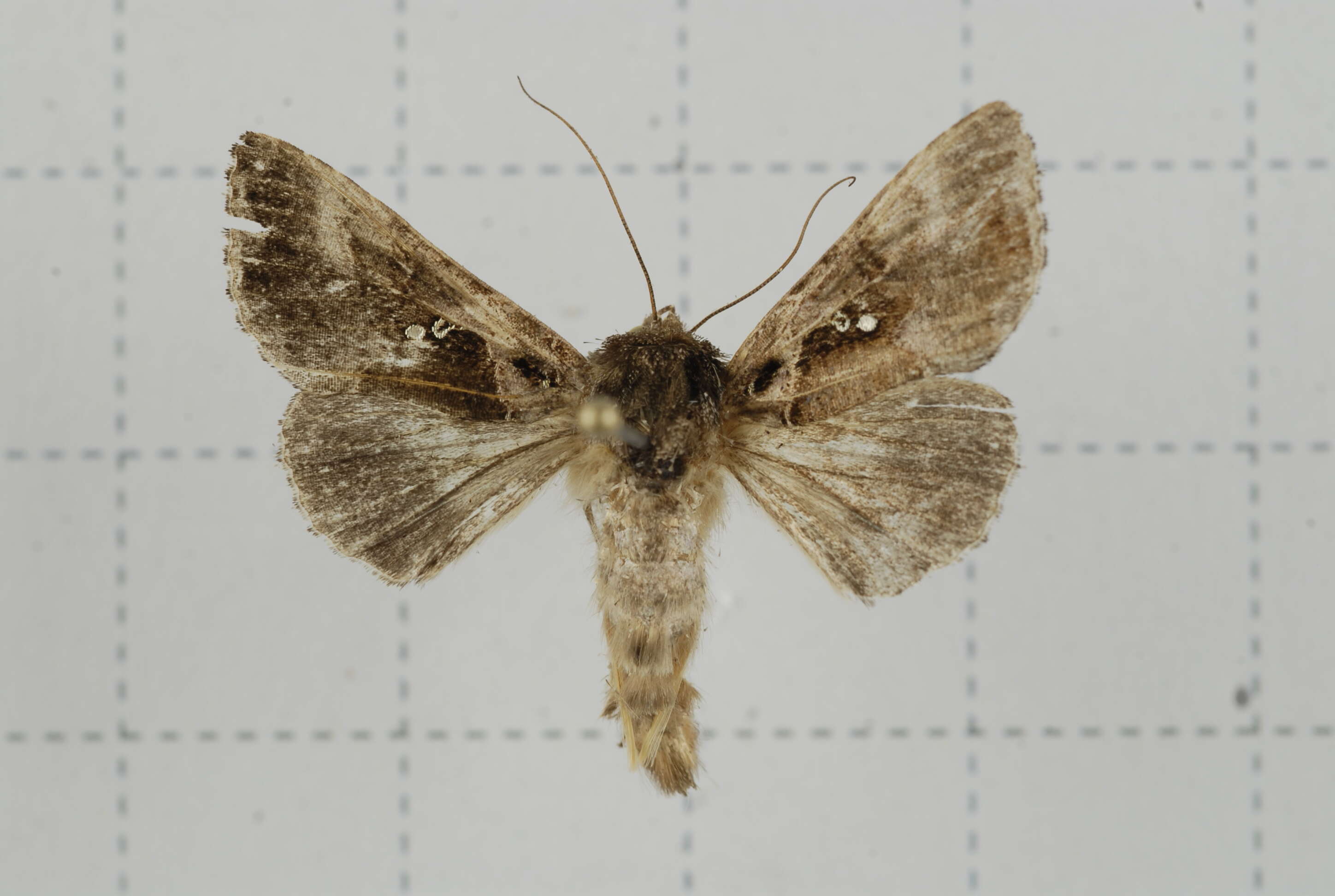 Image of Argyrogramma signata Fabricius 1792