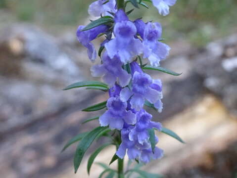 Image de Anarrhinum bellidifolium (L.) Willd.