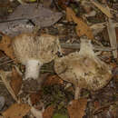 Image de Russula austrodelica Singer 1969