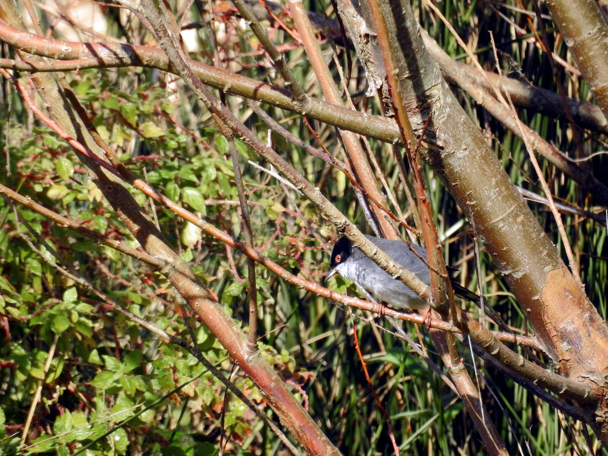 Image of Sardinian Warbler