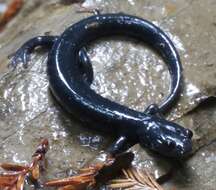 Image of Santa Cruz Black Salamander