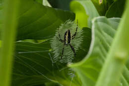 Image of Black-and-Yellow Argiope