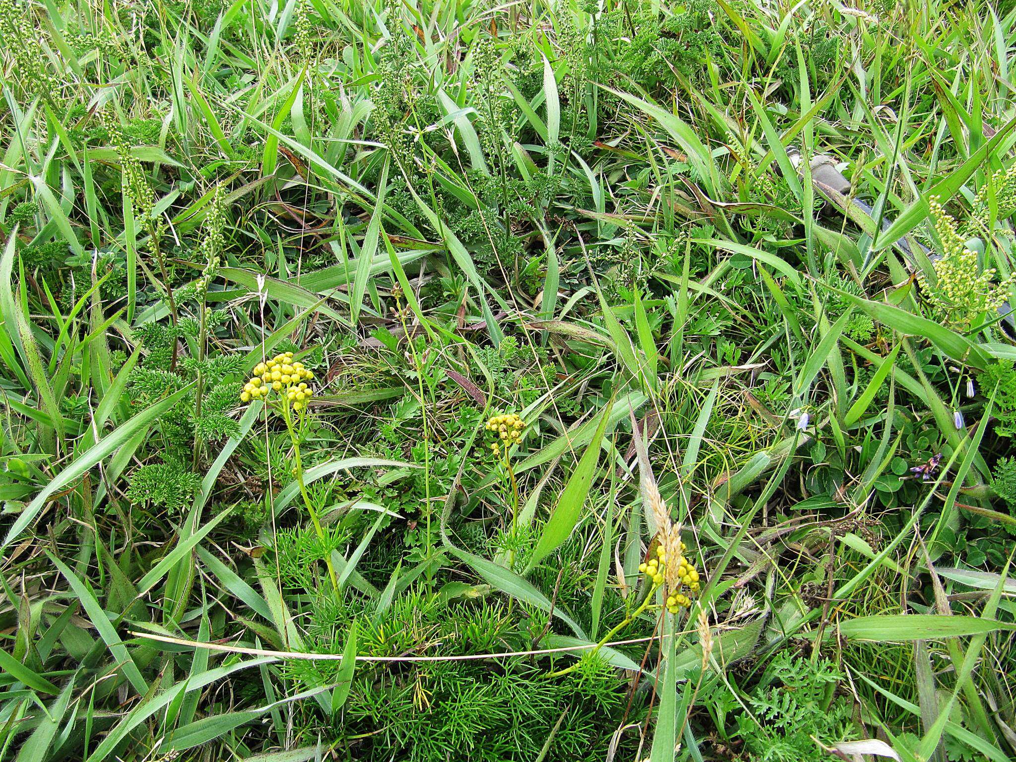 Image of Filifolium sibiricum (L.) Kitam.