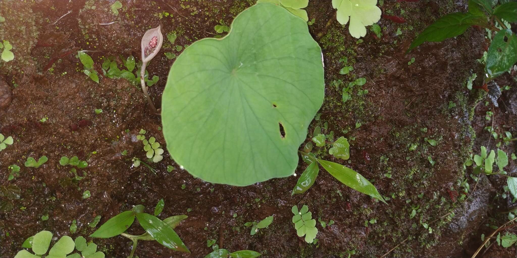 Image of Ariopsis peltata Nimmo