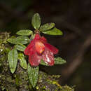 Imagem de Dendrobium cuthbertsonii F. Muell.