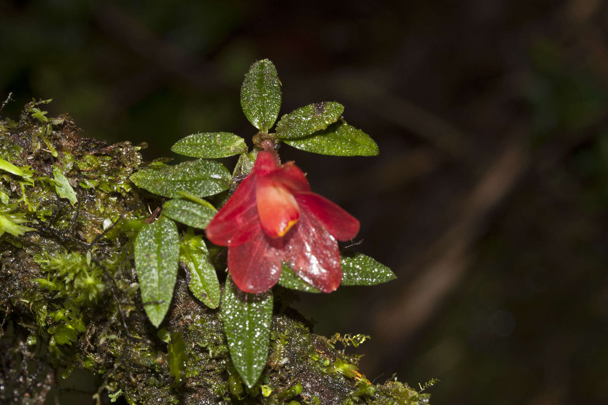 Imagem de Dendrobium cuthbertsonii F. Muell.