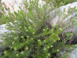 Image of Phylica confusa Pillans