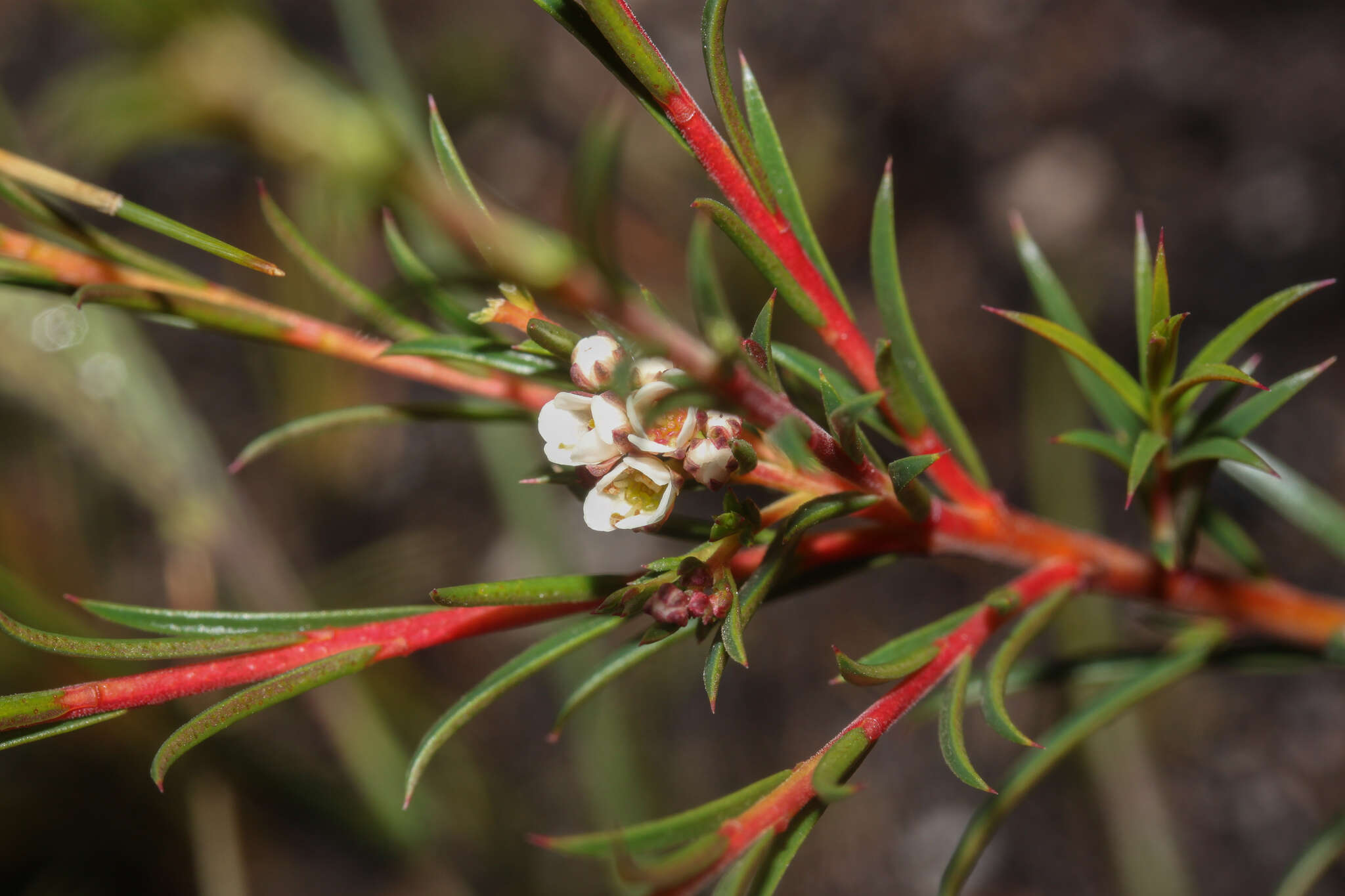 Image of Diosma hirsuta L.