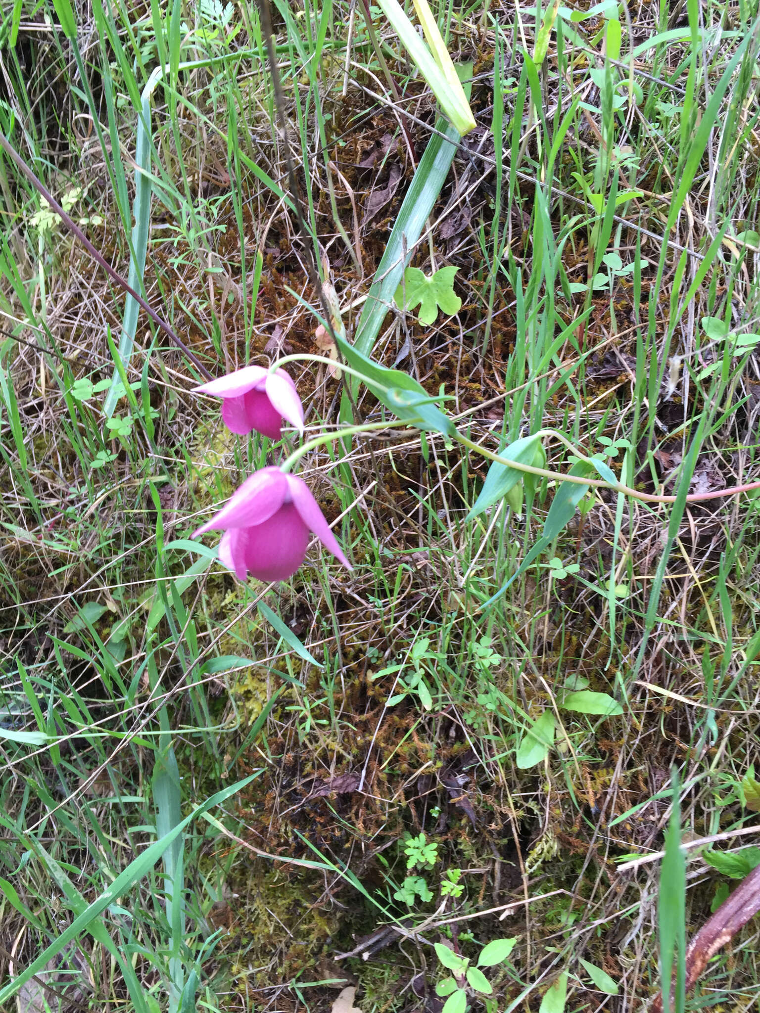 Image de Calochortus amoenus Greene