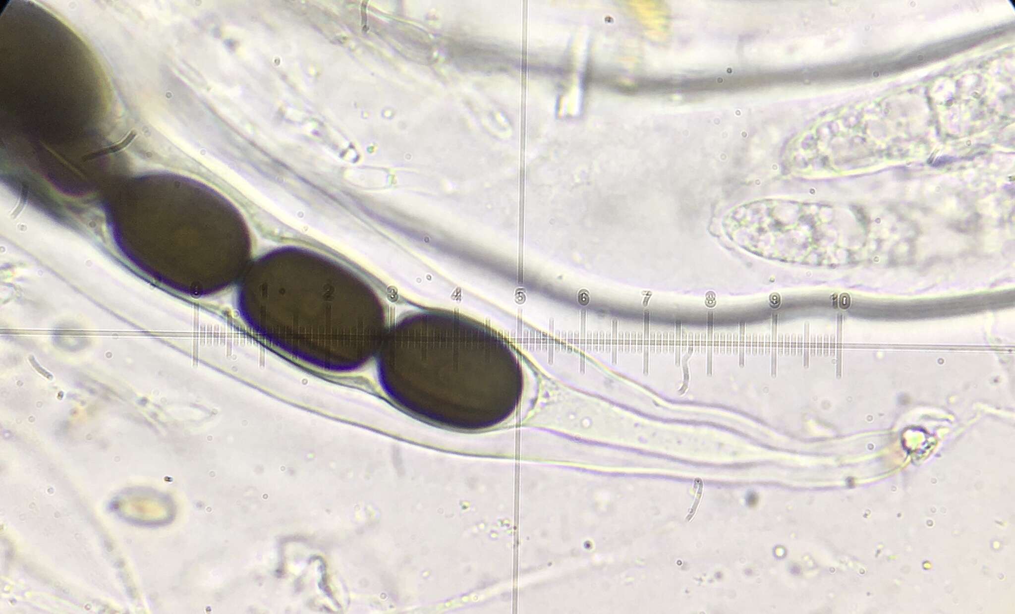 Plancia ëd Preussia longisporopsis (S. I. Ahmed & Cain) Kruys 2009