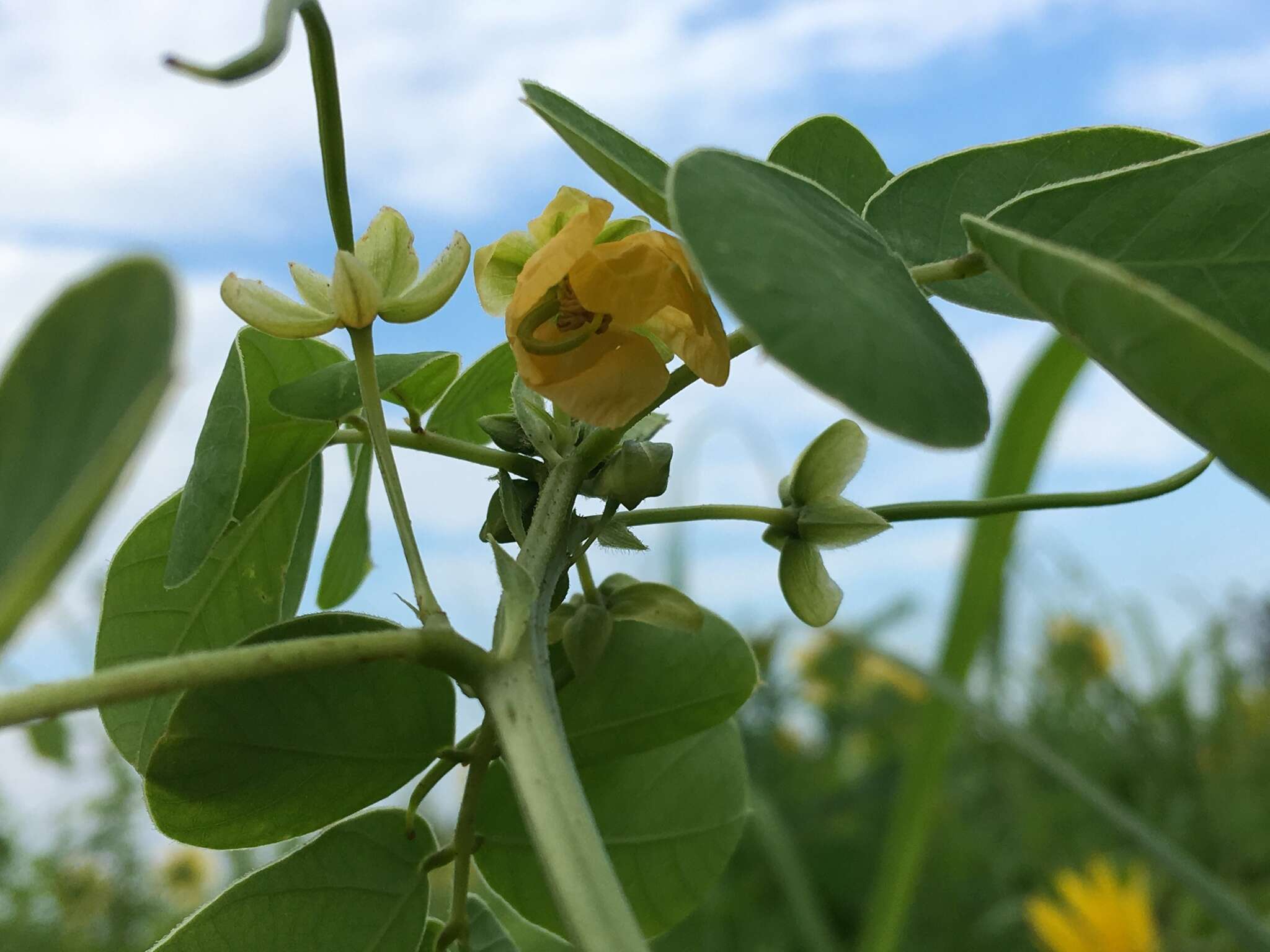 Image of Chinese senna