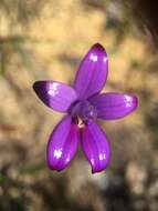 Image of Purple enamel orchid