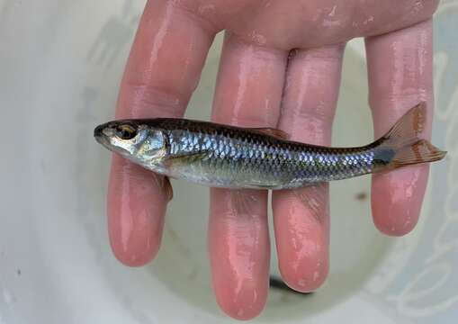 Image of Alabama shiner