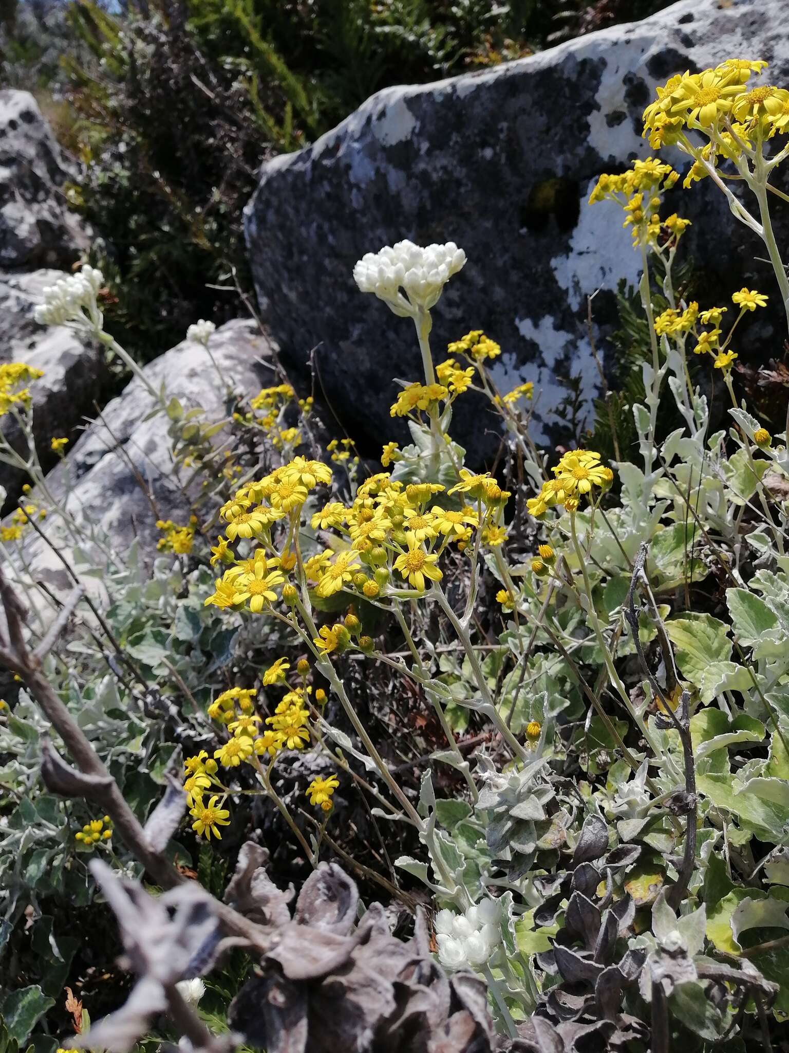 Image of Senecio verbascifolius Burm. fil.