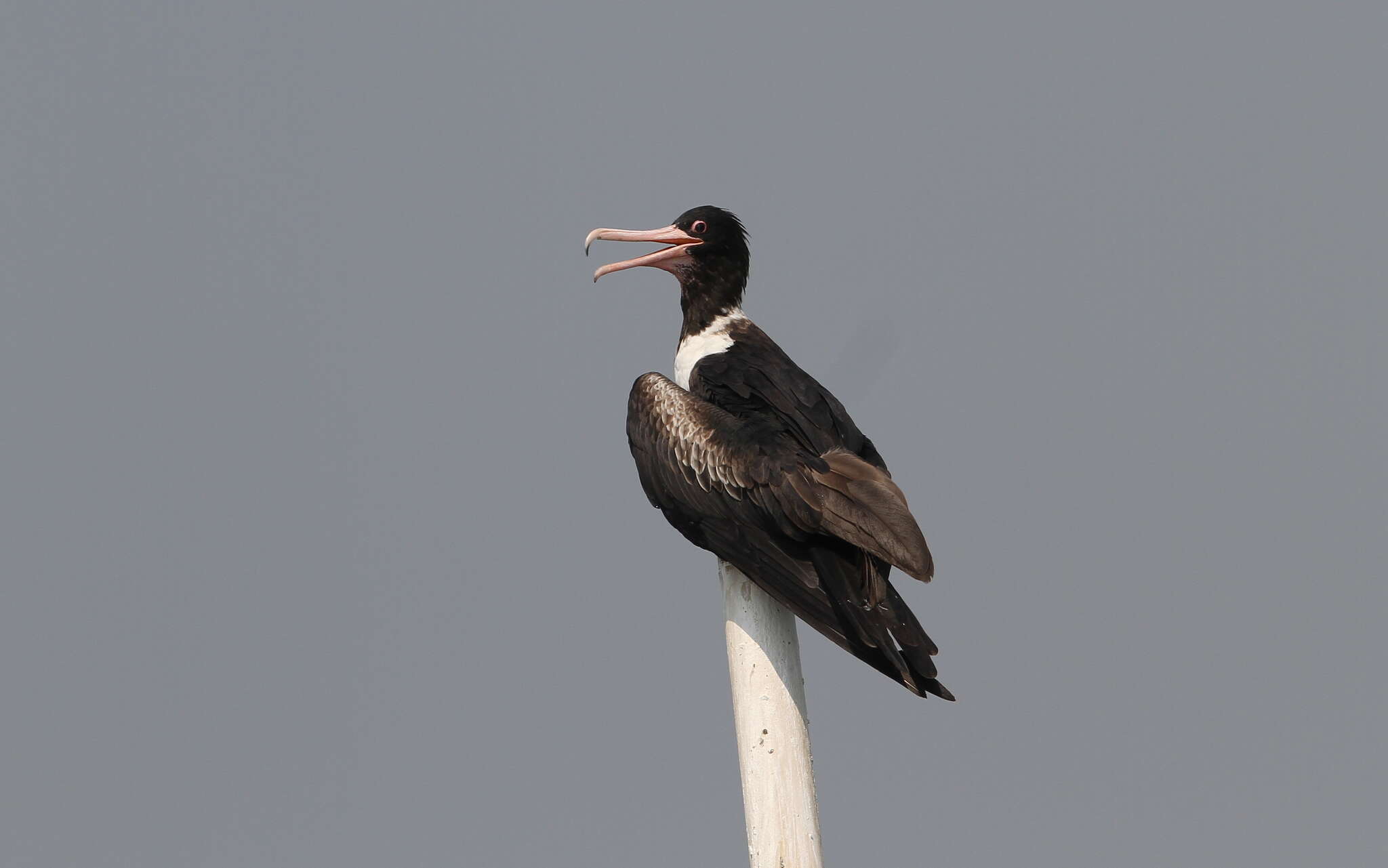 Image of Andrews' Frigatebird