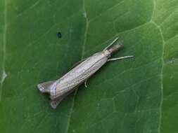 صورة Agriphila straminella