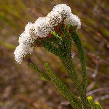 Image of Berzelia ecklonii Pillans