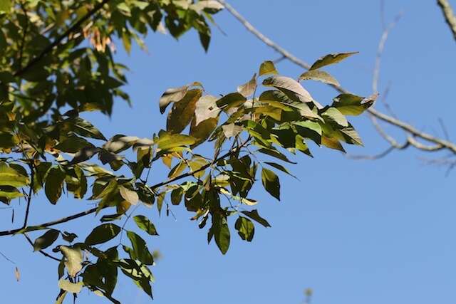 Image of American Ash