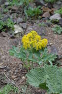 Image of Leontice leontopetalum subsp. ewersmannii (Bunge) Coode